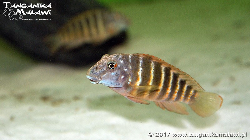 Eretmodus marksmithi 'Mzungu Beach'